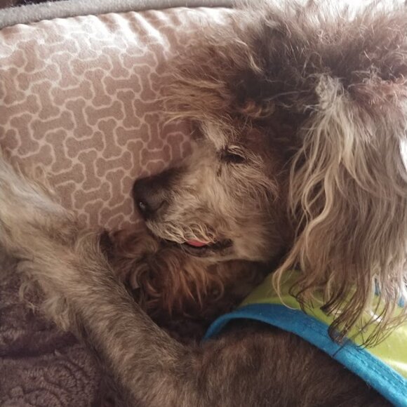 Robin here...Tweet...Tweet 🐦🐦🐦 - Picture 7 of 9